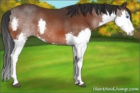 Horse Color:White Spotted Bay Splash 
