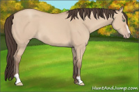 Horse Color:Amber Champagne Dun Sabino 
