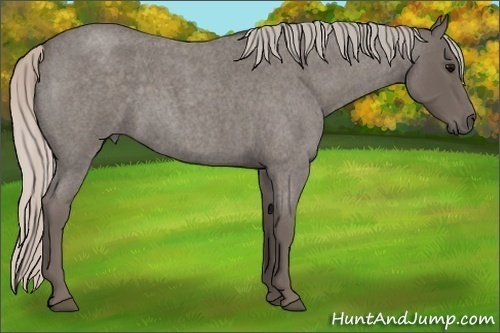Horse Color:Silver Blue Roan