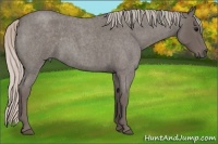 Horse Color:Silver Blue Roan 