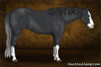 Horse Color:Black Splash