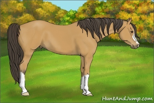 Horse Color:Buckskin 