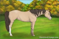 Horse Color:Amber Champagne 