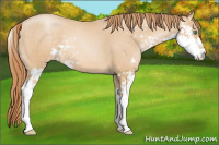 Horse Color:Smoky Black Pearl Sabino
