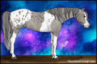 Horse Color:Black Splash Tobiano Appaloosa Rabicano 