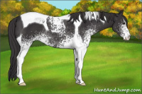Horse Color:White Spotted Buckskin Tobiano 