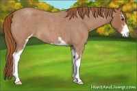 Horse Color:Red Roan Sabino 
