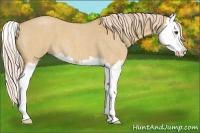 Horse Color:Palomino Roan Dun Sabino Splash 