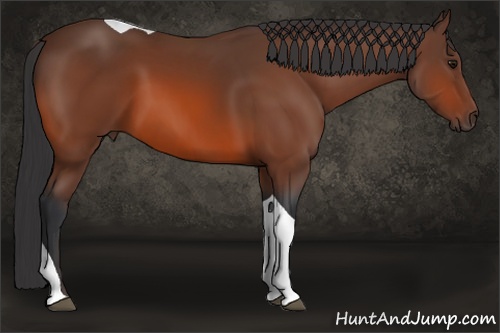Horse Color: Bay Tobiano 