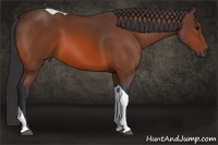 Horse Color:Bay Tobiano 