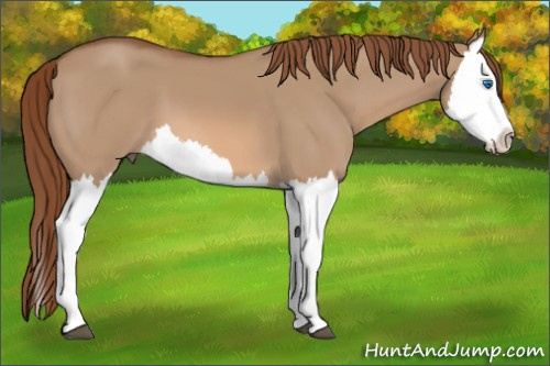 Horse Color: Liver Red Dun Splash 