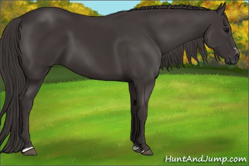 Horse Color: Smoky Black Sabino 