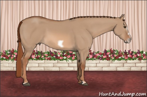 Horse Color:Red Dun Frame 