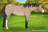 Horse Color:Buckskin Roan Dun