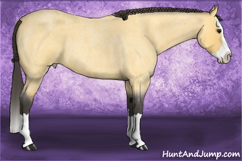 Horse Color: Buckskin Roan Splash 