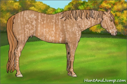 Horse Color: Gold Champagne Sabino Splash  Brindle