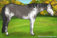 Horse Color:White Spotted Grullo