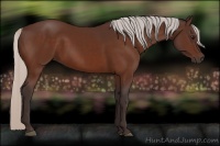Horse Color:Silver Bay 