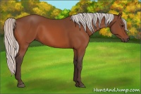 Horse Color:Silver Bay 