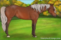 Horse Color:Silver Bay 