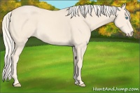 Horse Color:Cremello 