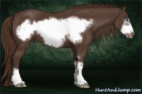 Horse Color:Liver Chestnut Sabino Frame 