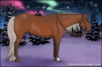 Horse Color:Silver Bay 