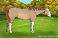 Horse Color:Red Dun Splash Rabicano