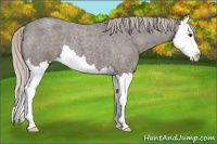 Horse Color:Silver Blue Roan Splash Appaloosa