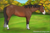 Horse Color:Bay Splash 