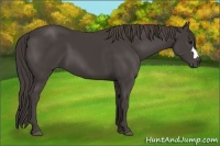 Horse Color:Smoky Black