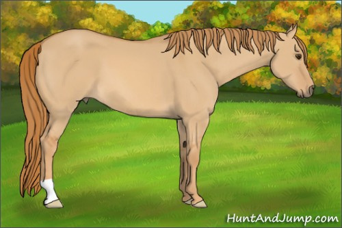 Horse Color: Red Dun 