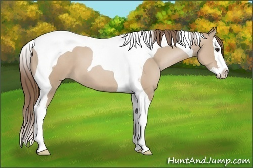 Horse Color: Grullo Pearl Splash Tobiano 