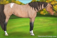 Horse Color:Bay Roan Appaloosa 
