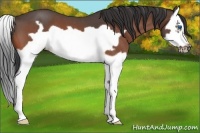 Horse Color:Bay Roan Splash Frame 