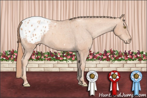 Horse Color: Gold Champagne Blanket 