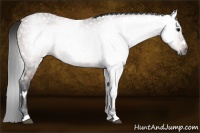 Horse Color:Gray White Spotted Bay