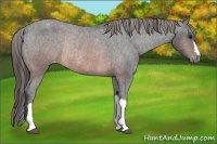 Horse Color:Brown Appaloosa Rabicano 