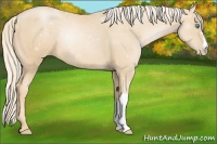 Horse Color:Palomino Pearl 