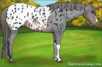 Horse Color:Brown Blanket Rabicano 