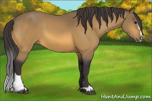 Horse Color: Buckskin Sabino 