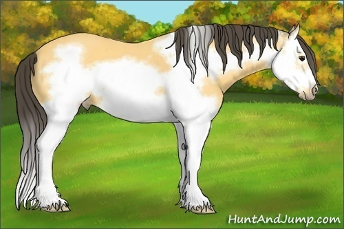 Horse Color: Buckskin Splash Frame 