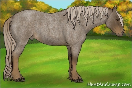Horse Color: Chocolate Palomino Roan 