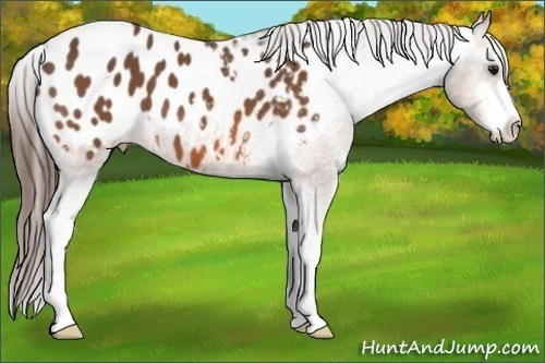 Horse Color: Bay Sabino Blanket 