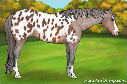 Horse Color: Bay Sabino Blanket 