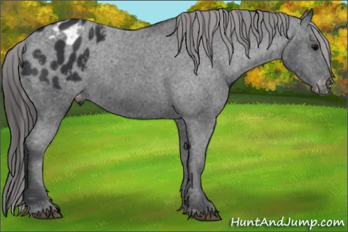 Horse Color: Brown Blanket 