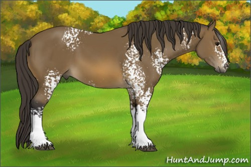 Horse Color: White Spotted Buckskin 