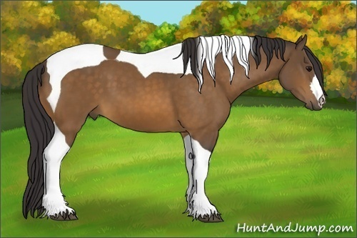 Horse Color: Buckskin Tobiano 