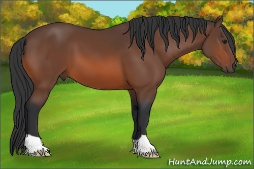 Horse Color: Bay 
