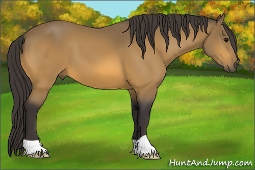 Horse Color: Buckskin 